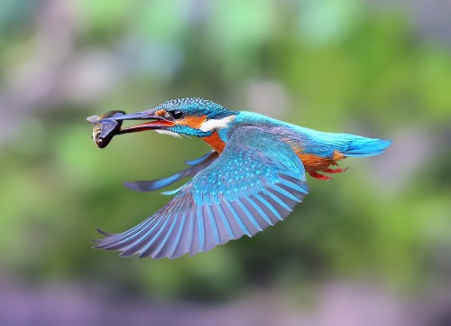 a-cool-picture-of-a-kingfisher-with-the-catch-of-the-day-the-colors-of-this-bird-are-just-beautiful