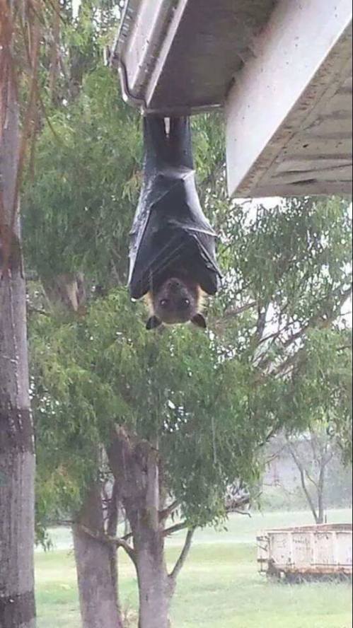 arnolds-bat